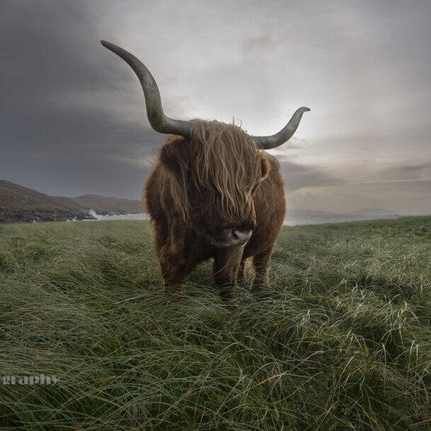 The-Hebridean-Cow2-CROP-fb-2022